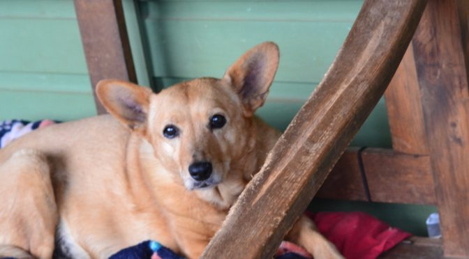 Canela