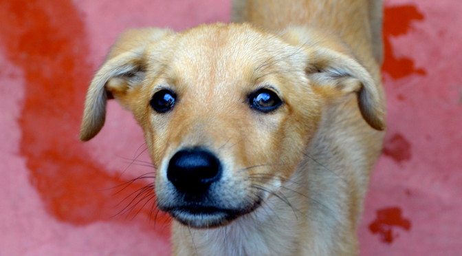 Isa