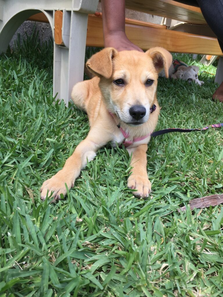 Almond Joy_2461 Unidos Para los Animales